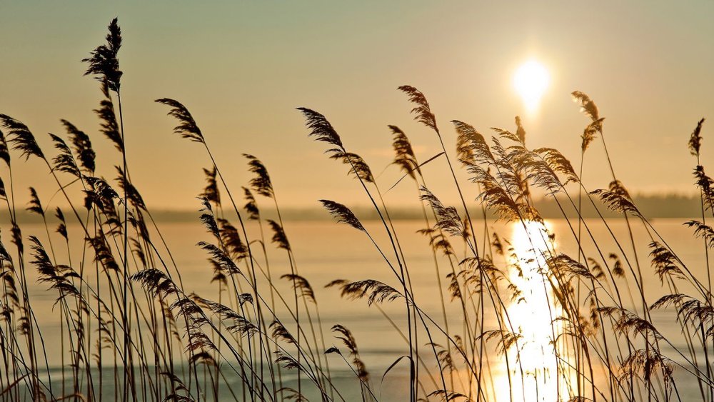 Фон для презентации природа