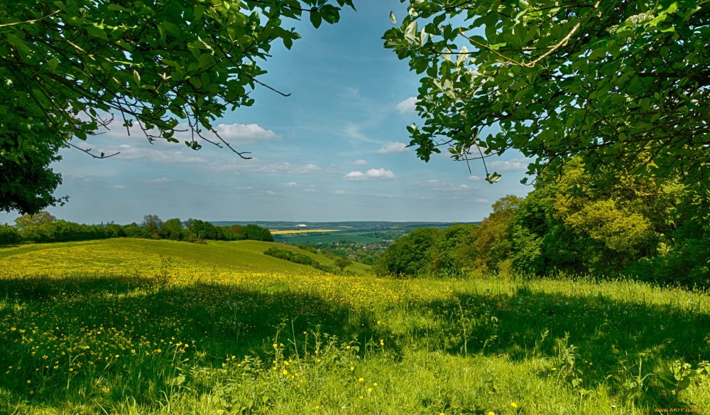 Березовая роща деревня река