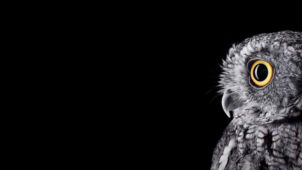 Глаза Совы на черном фоне