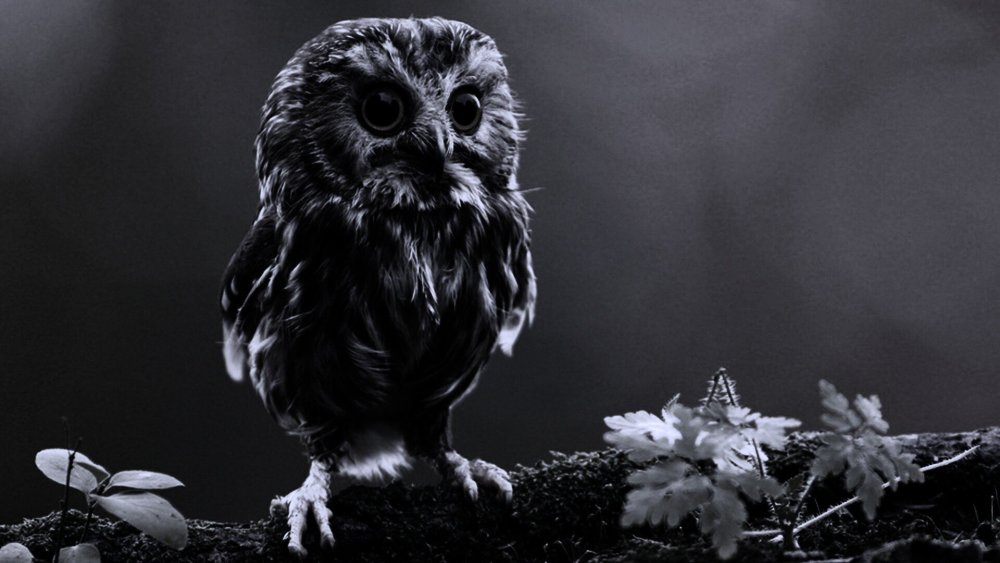 Чёрная Сова