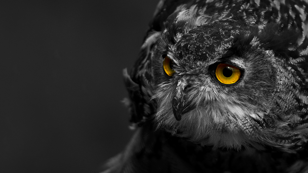 Черный Филин фото