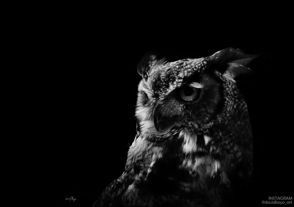 Сова на черном фоне