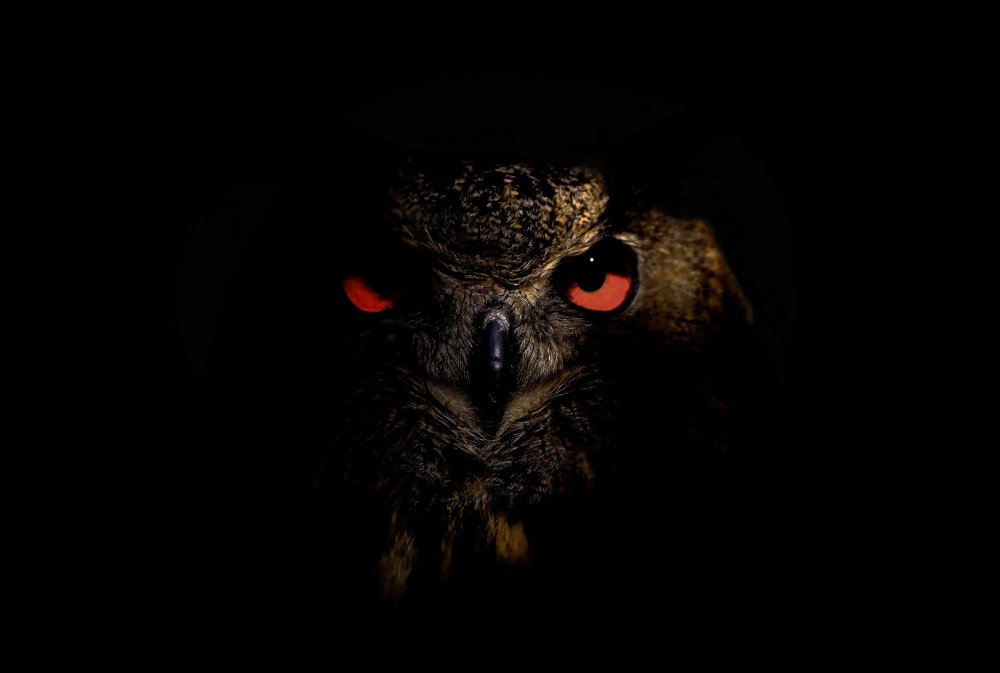 Глаза Совы в темноте