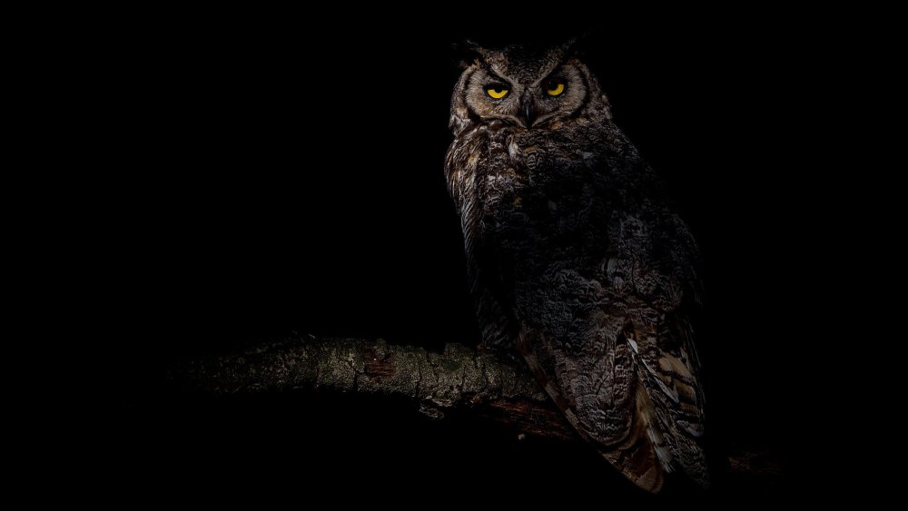 Сова на черном фоне