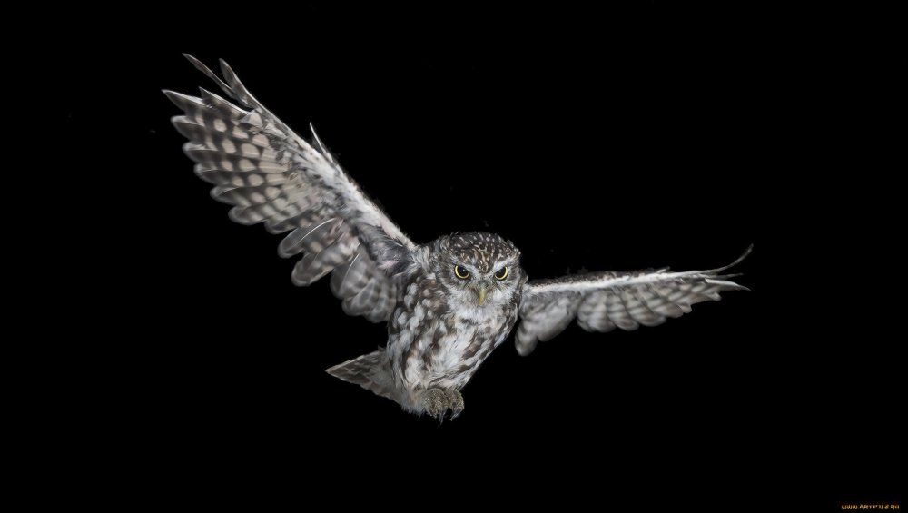 Сова на темном фоне