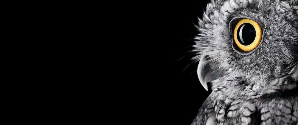Баннер с совой