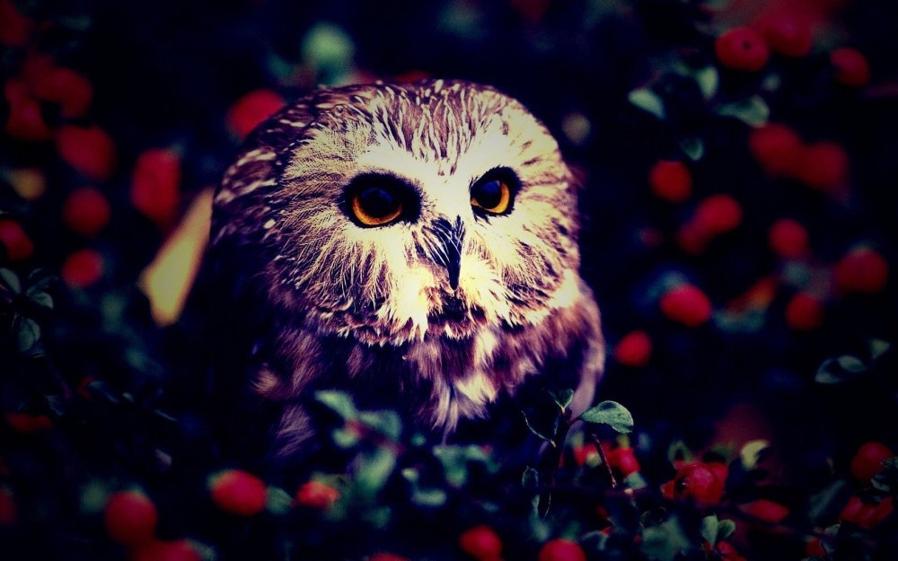 Заставка на рабочий стол Сова