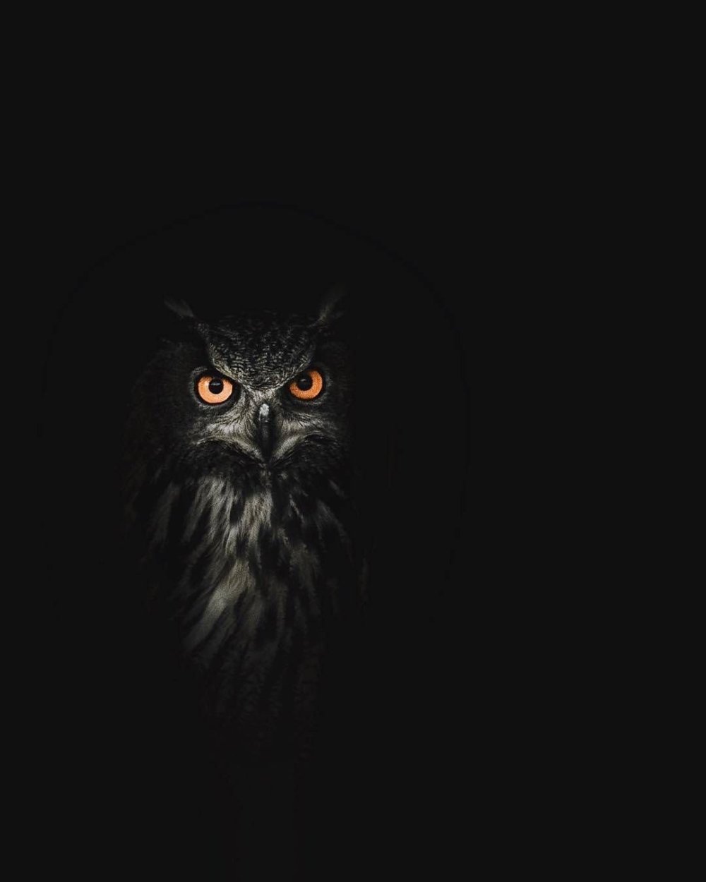 Черный Филин