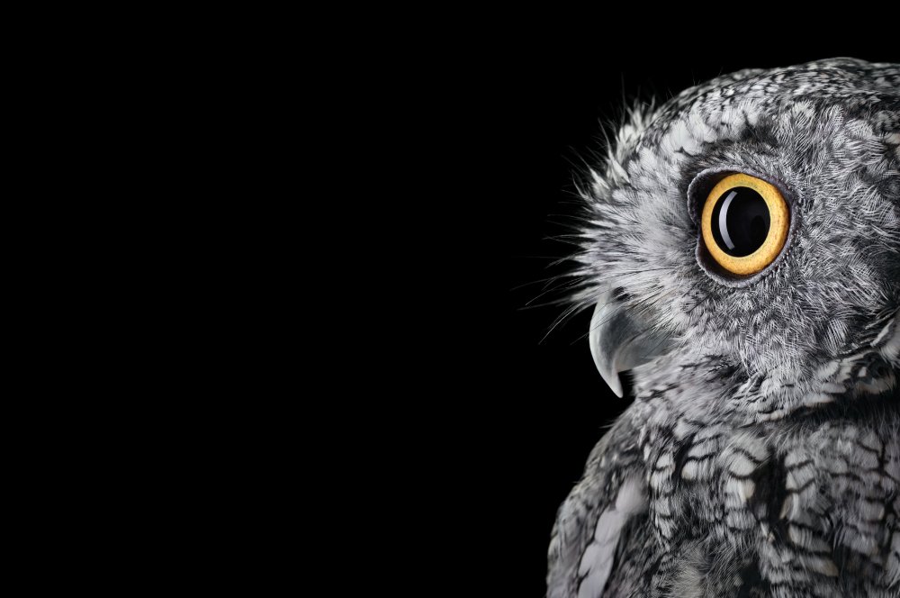 Сова Минимализм