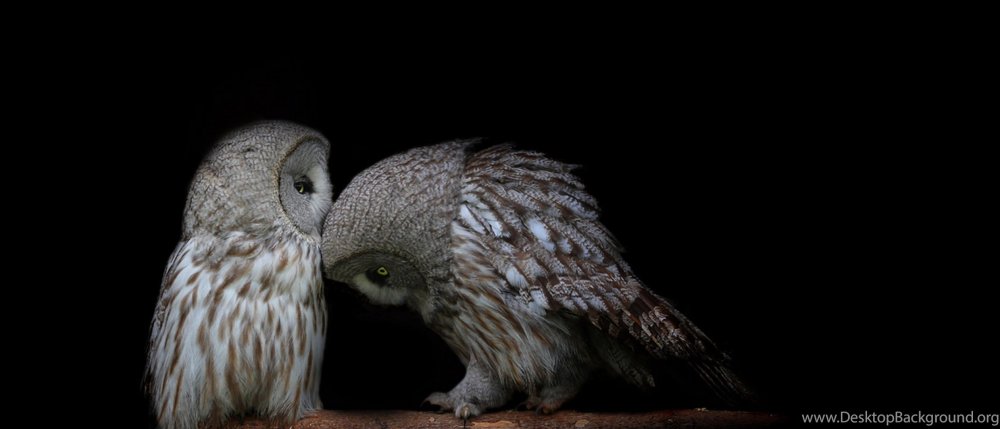 Забавные Совы на черном фоне