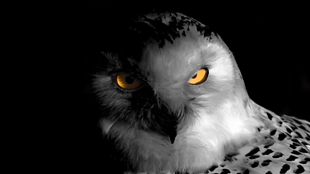 Чёрная Сова