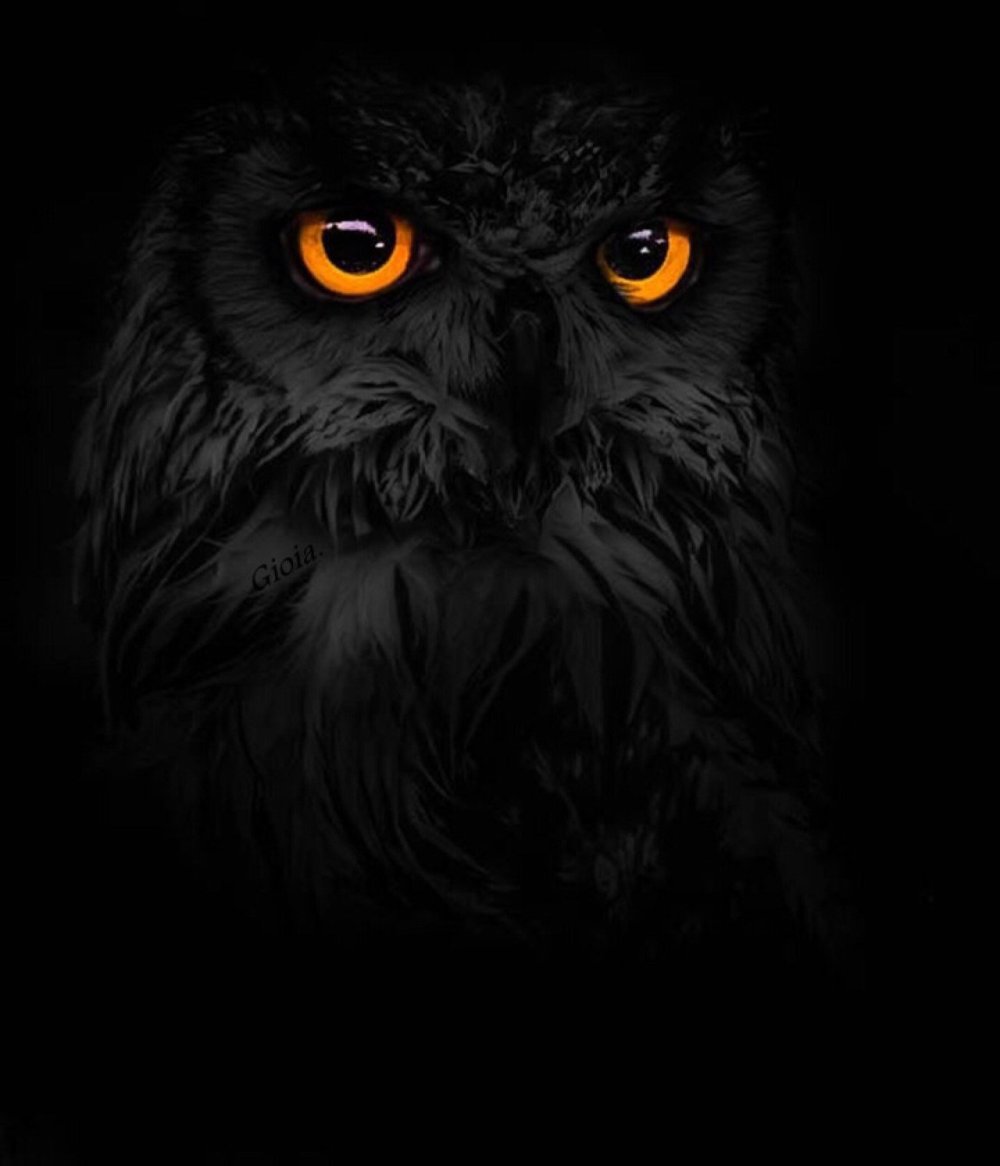 Сова в темноте