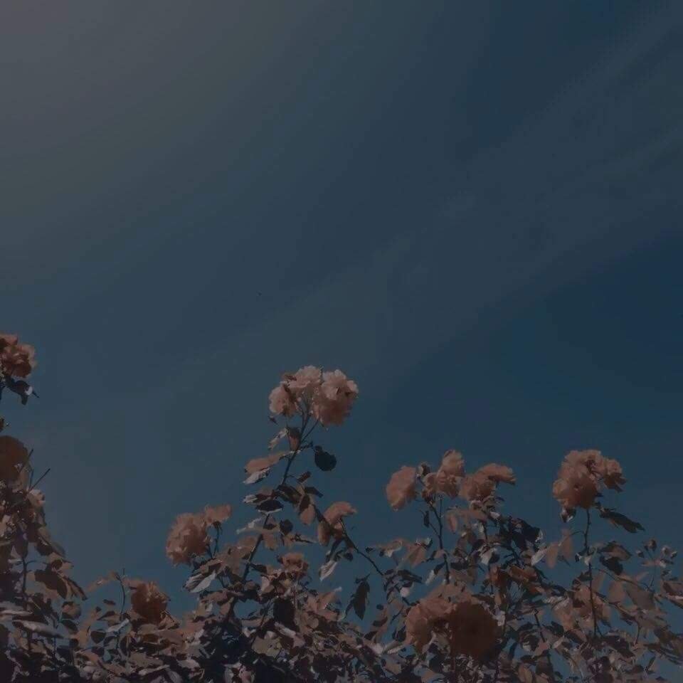 Эстетичные изображения