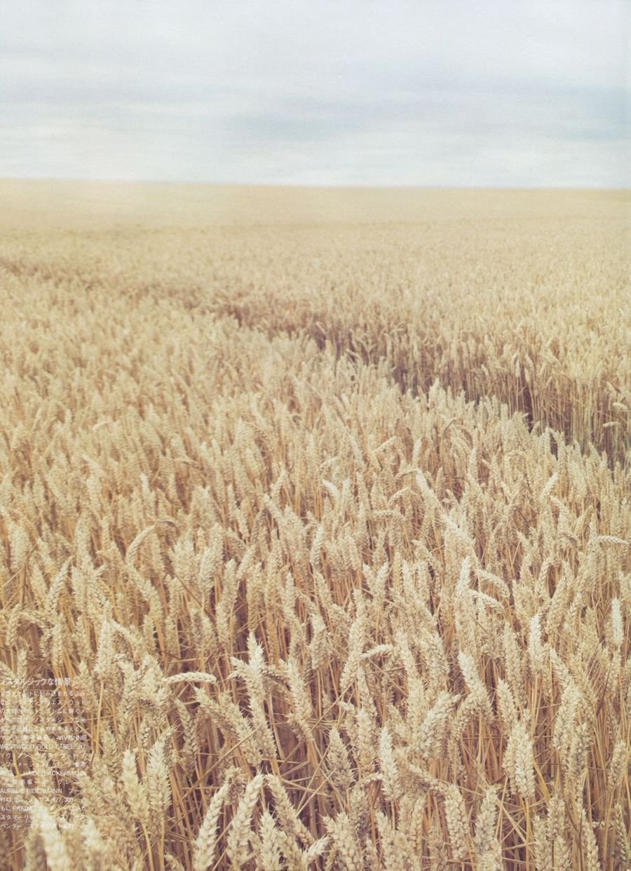 Бежевое поле