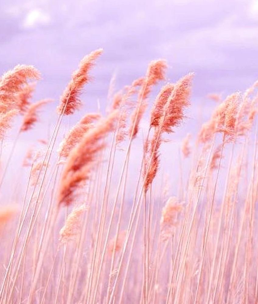 Цветы в пастельных тонах