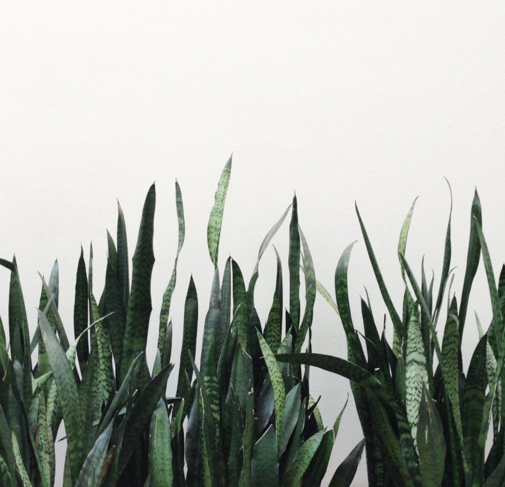 Растения Эстетика