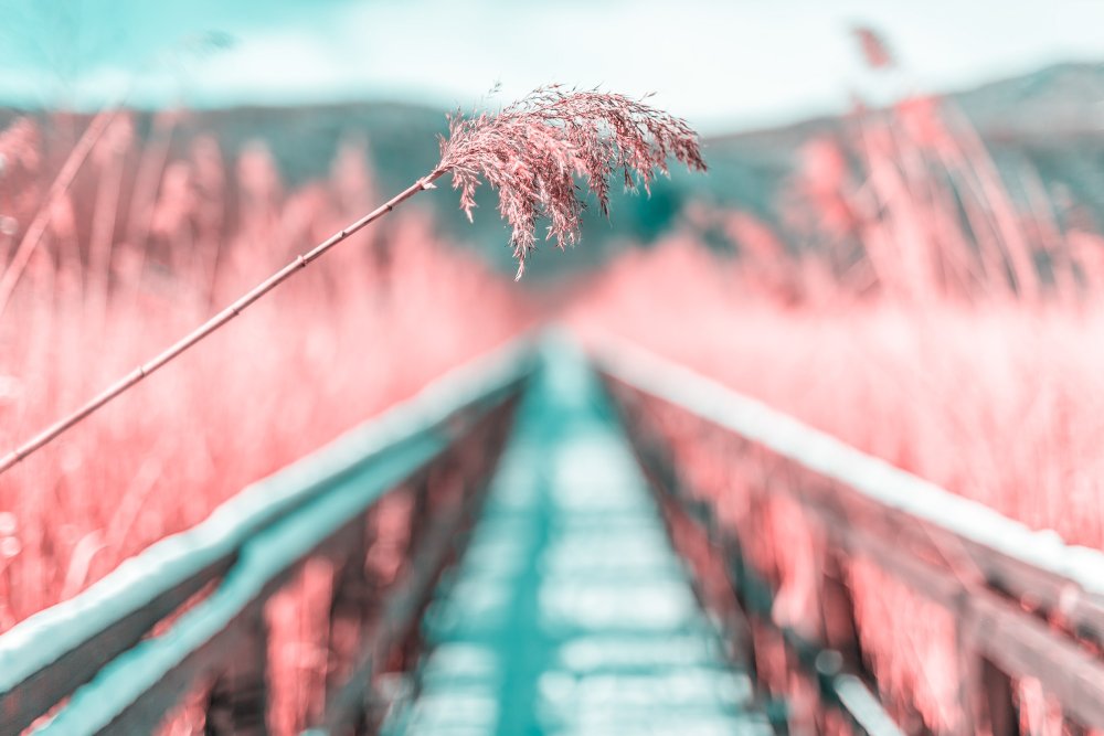 Лето Эстетика