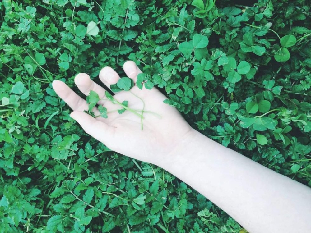 Эстетика зелёного цвета