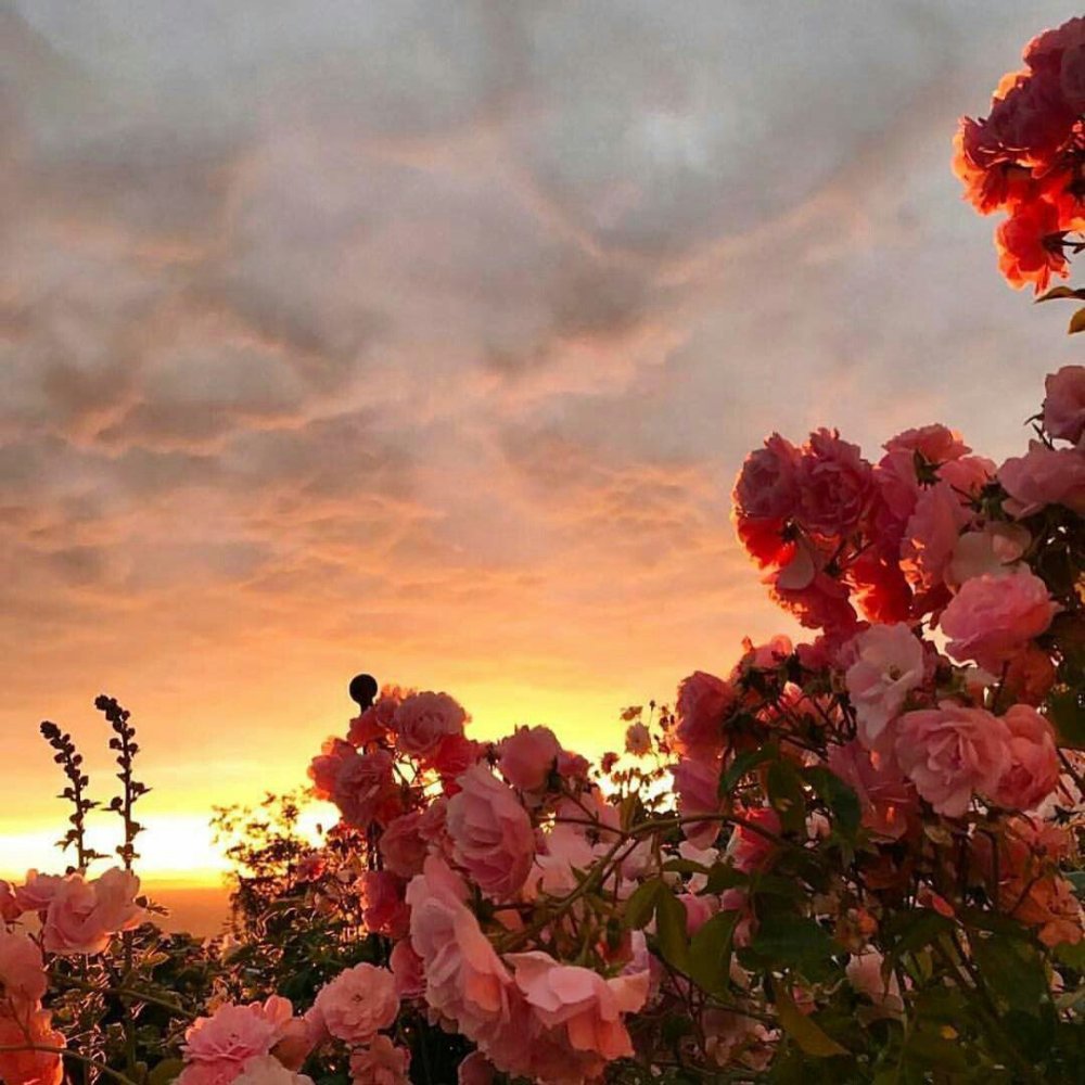 Кусты на закате