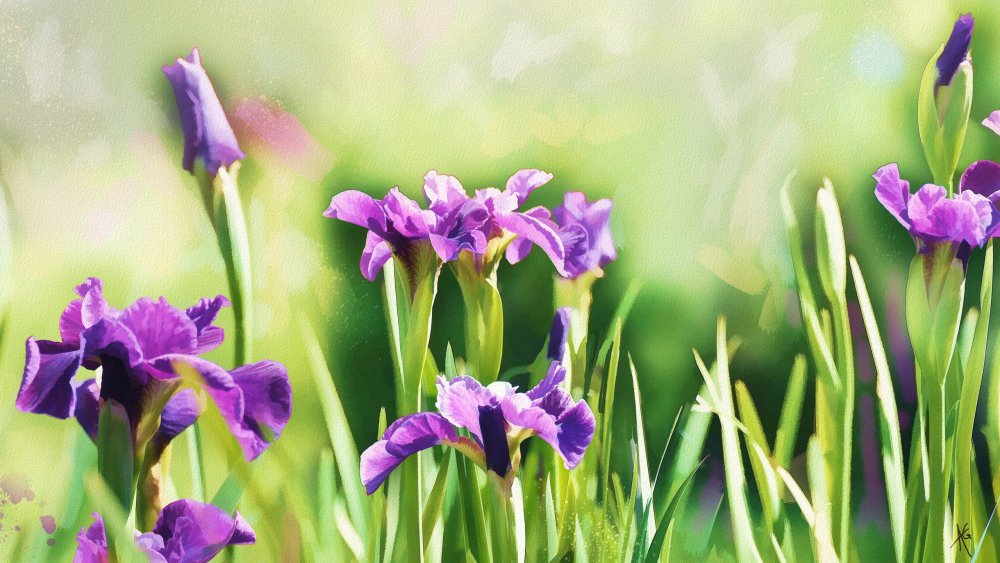 Акварель ирисы Альберто Гильен