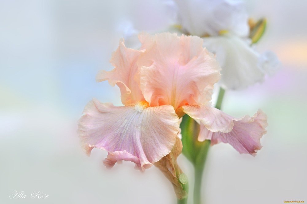 Нежные ирисы