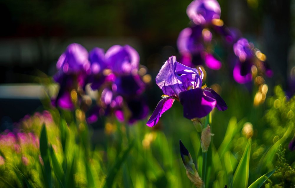 Ирис Гелиос