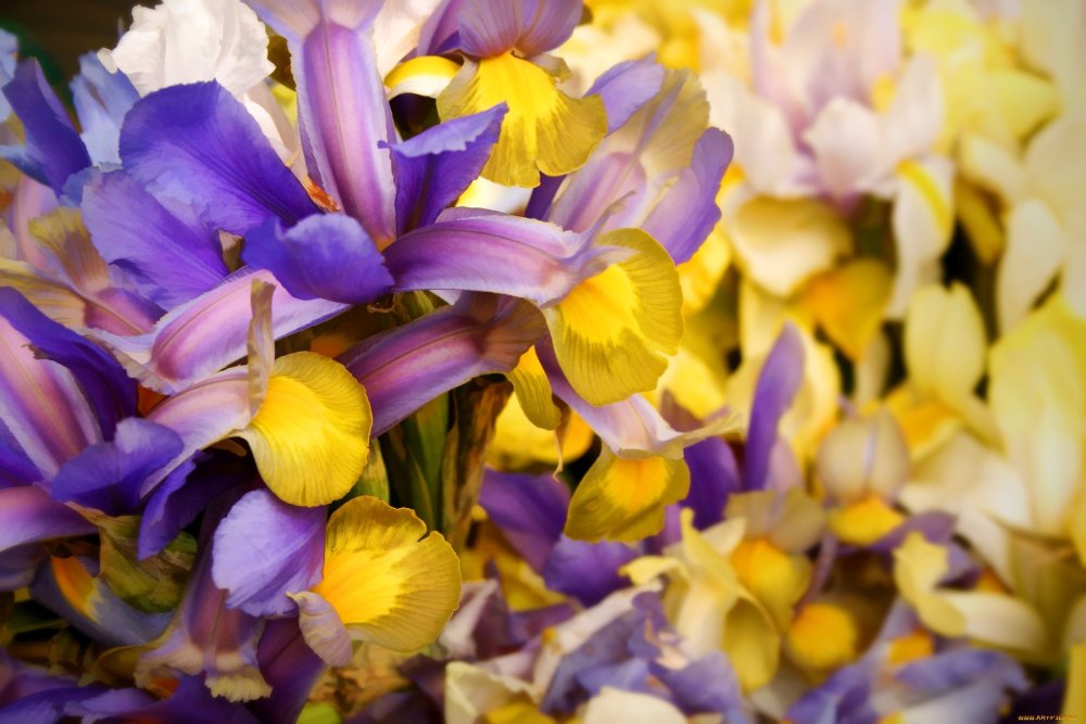 Желтый фиолетовый Крокус Нарцисс Ирис