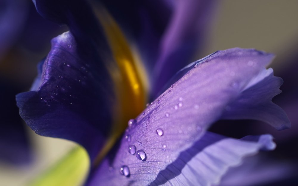Ирис с каплями воды