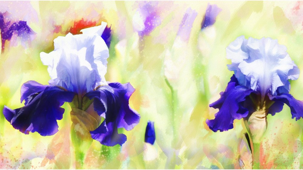 Акварель ирисы Альберто Гильен