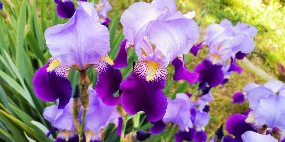Ирис Iris Germanica ‘City Lights’