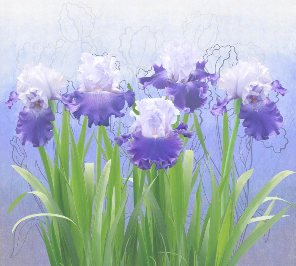 Ирисы на стене