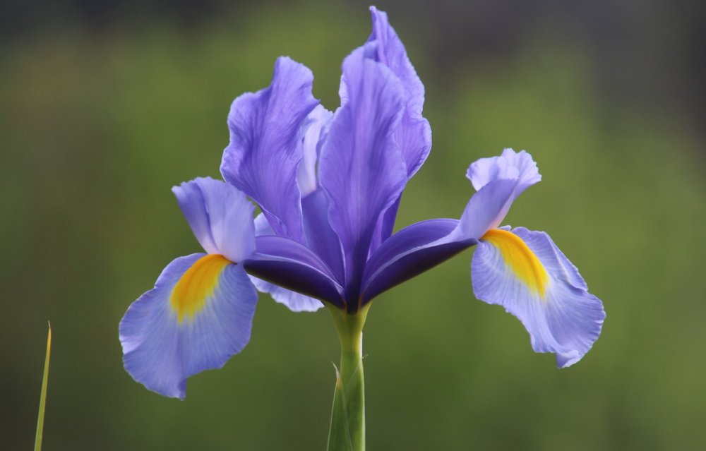 Ирис (Касатик) Воробьева Iris vorobievii.