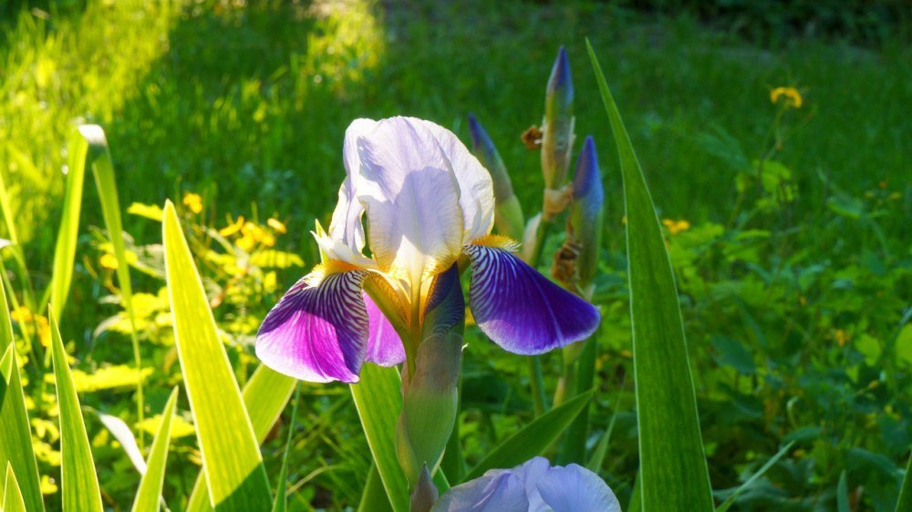 Ирисы Кононенко 2021