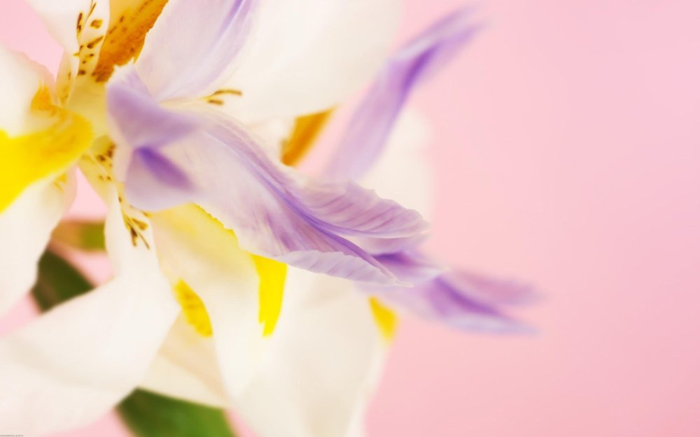 Красивый фон с ирисами