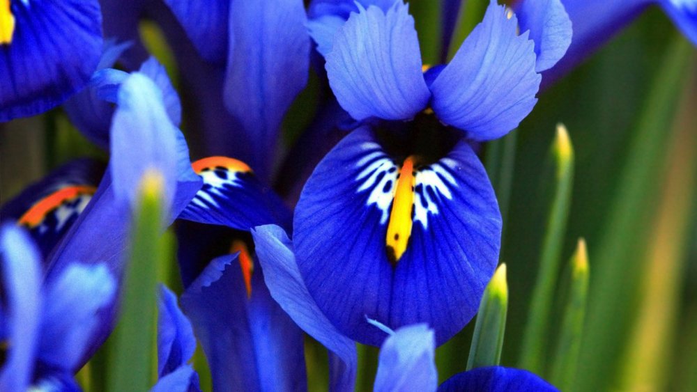 Ирис индиго принцесс