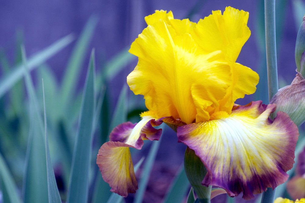 Цветок Ирис Касатик