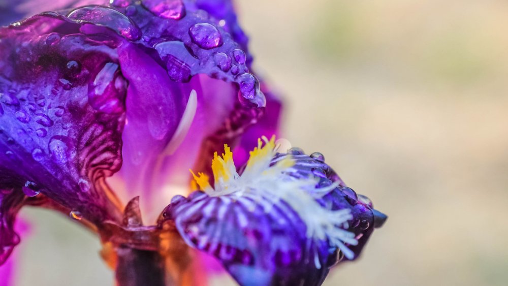 Ирис цветок макро