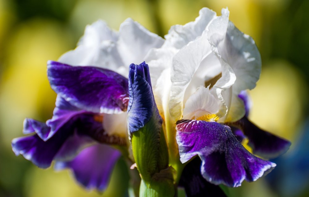 Ирисы Макросъемка