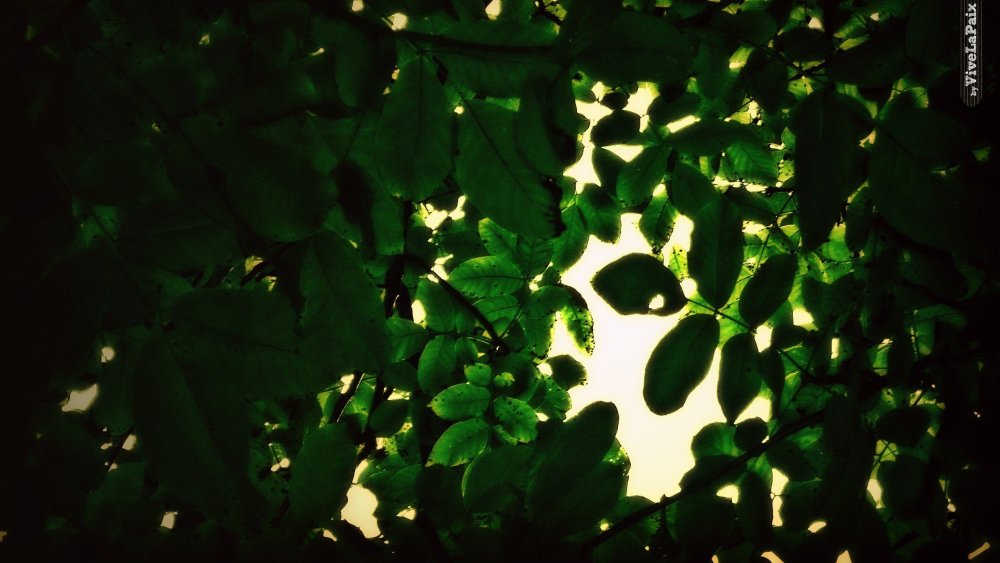 Зеленый лист