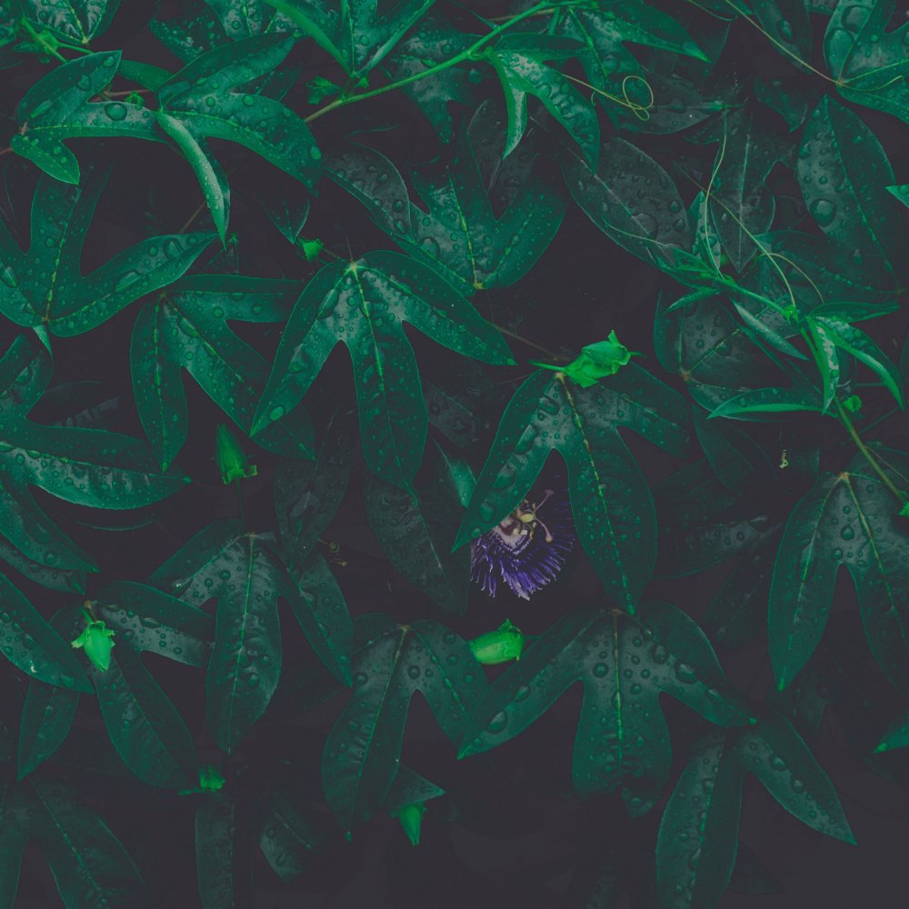 Зеленый фон Эстетика