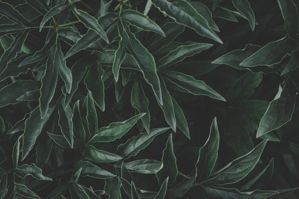 Темно зеленые листья