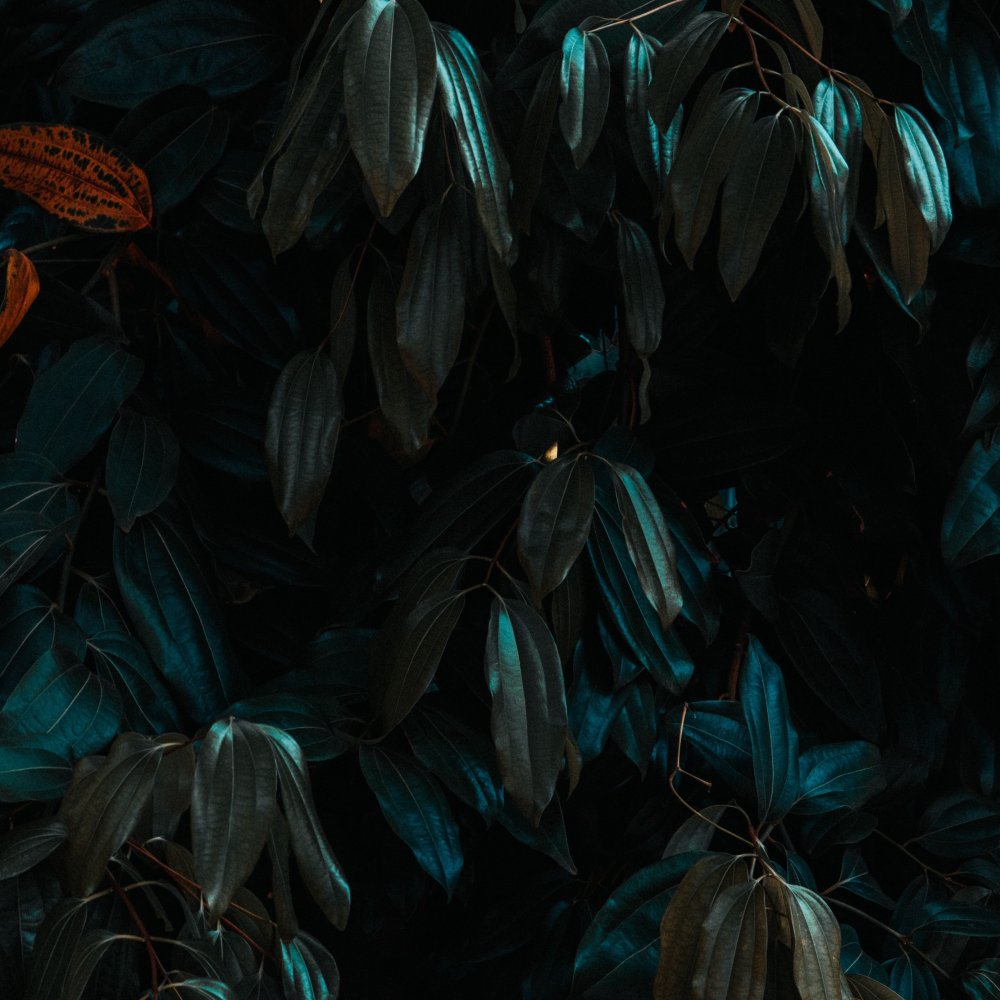 Листья Эстетика