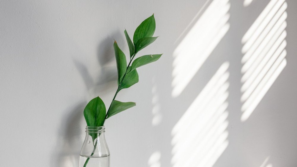 Цветы Минимализм