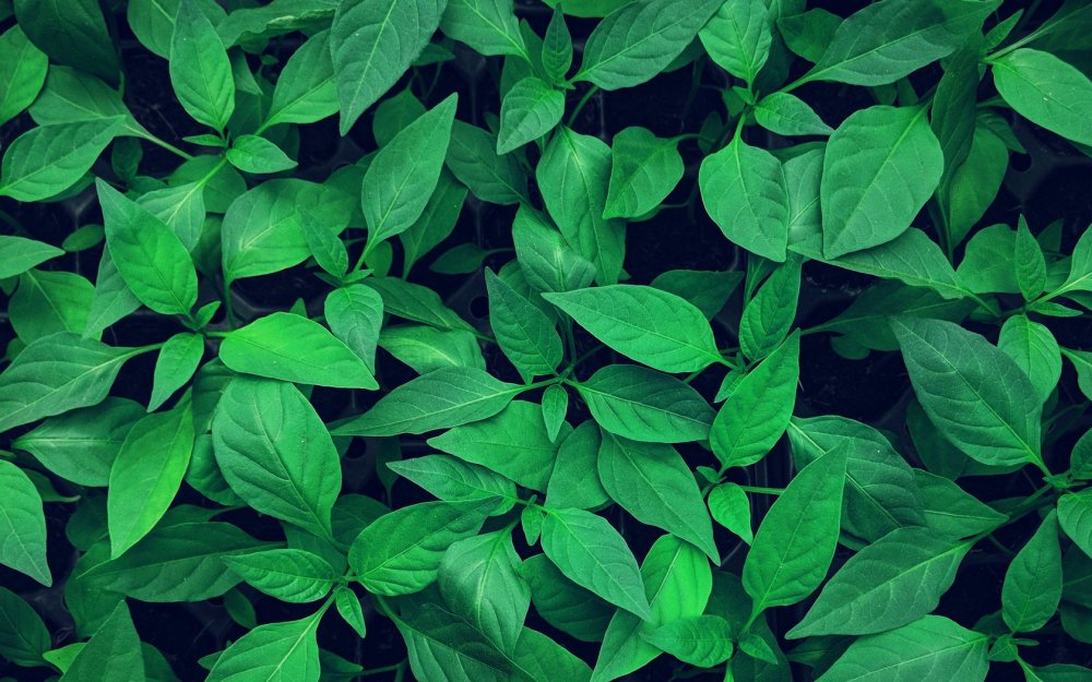 Фон листьев зеленых