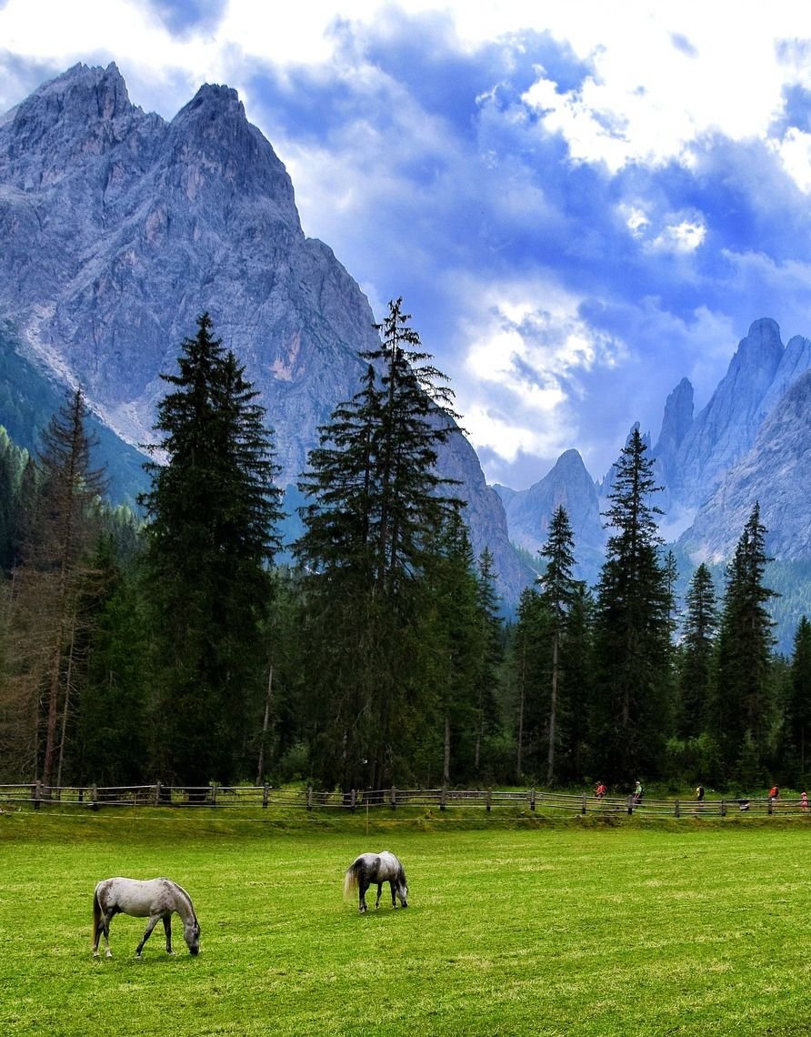 Природа Швейцарии горный лес пастбище