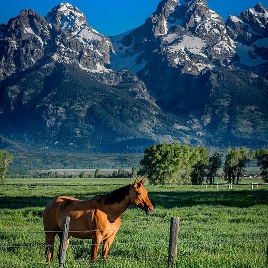Красивая лошадь в горах