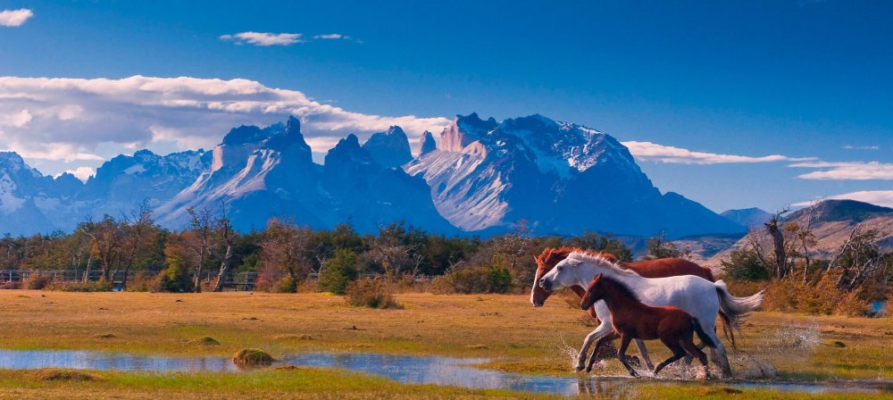 Красивые пейзажи с лошадьми