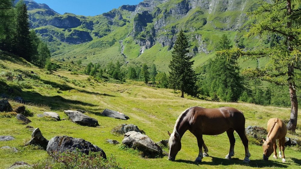 Природа Швейцарии горный лес пастбище