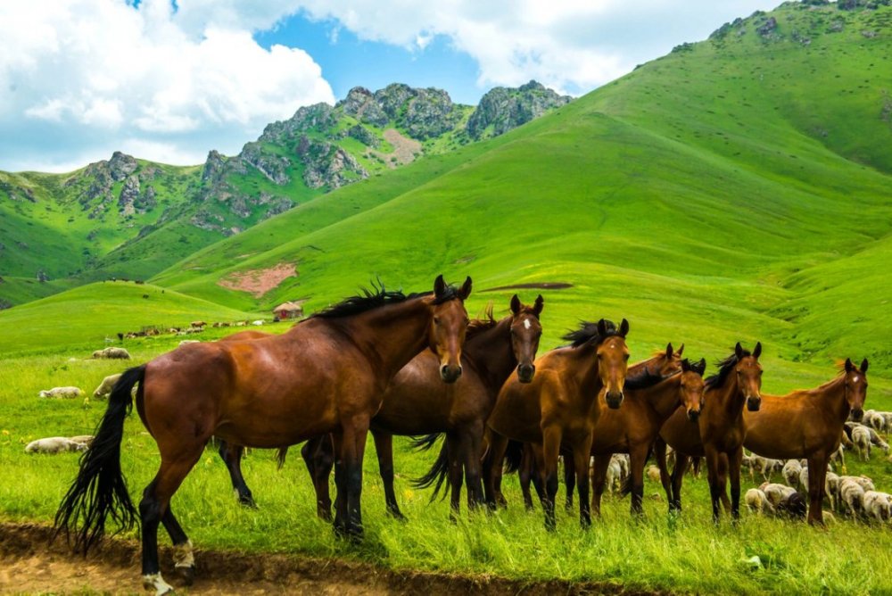 Казахстан лошади