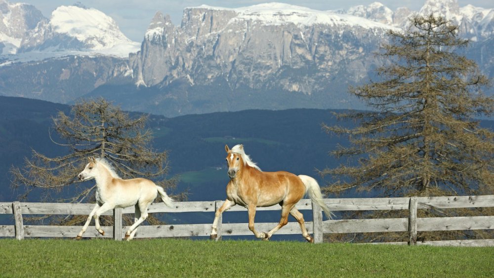 Лошади на фоне гор